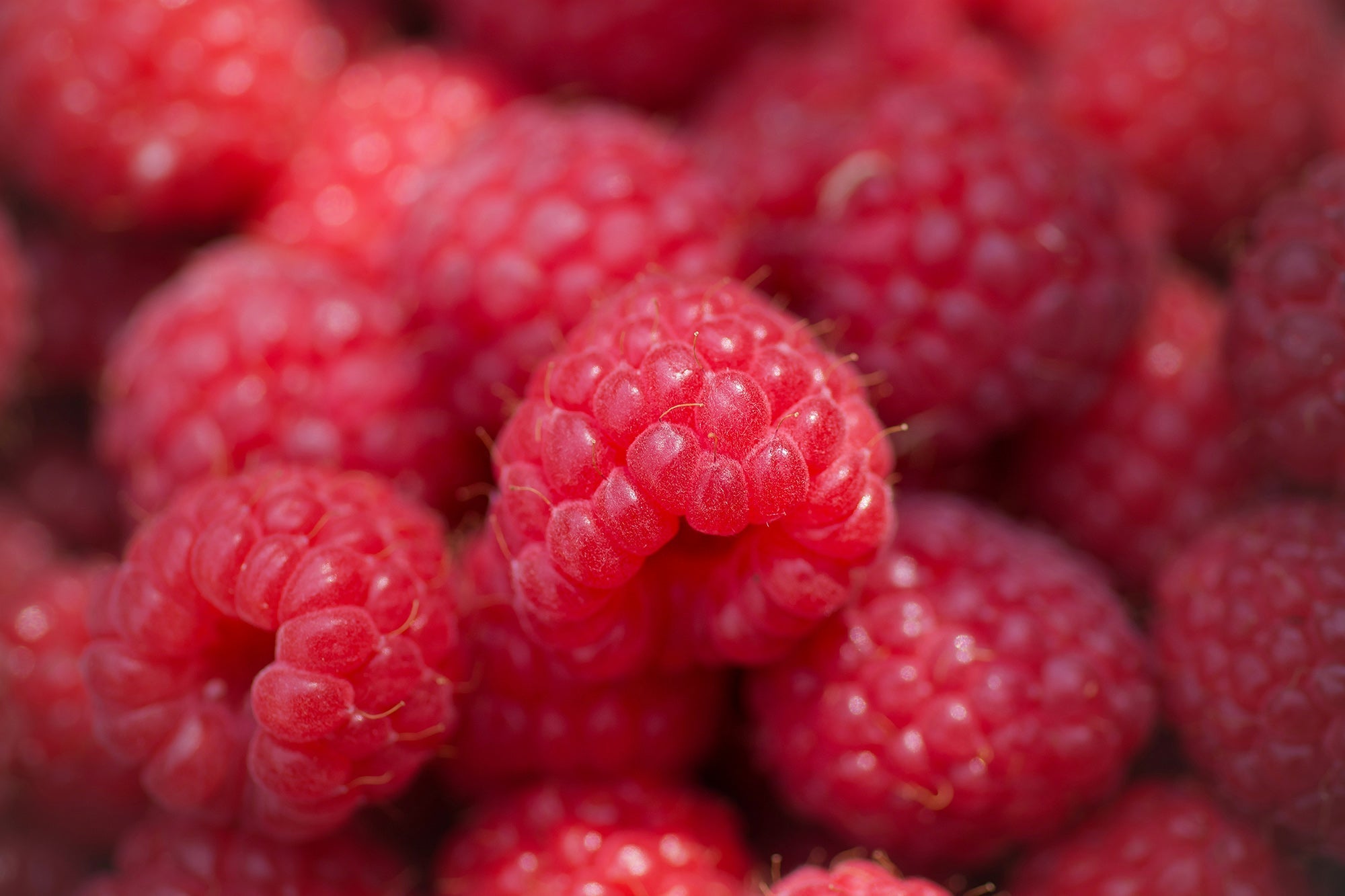 FODMAP Diet and Enzyme Support: Managing Fermentable Carbs